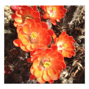 Orange Igels-Kaktus-Blumen-Fotodruck Fotodruck