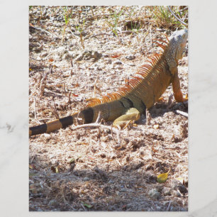 Orange Iguana jagt