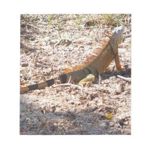 Orange Iguana jagt Notizblock