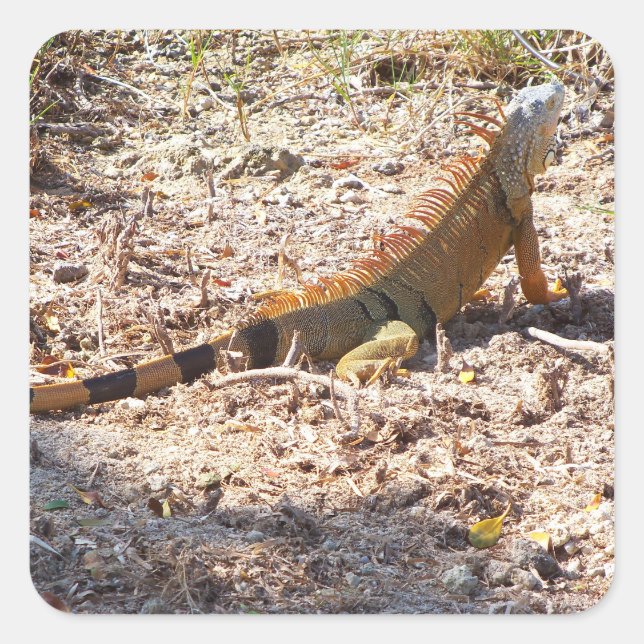 Orange Iguana jagt Quadratischer Aufkleber (Vorderseite)