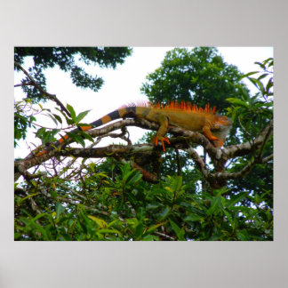 Orange Iguana Poster