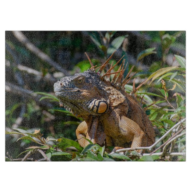Orange Iguana, Wildlife Lizard Fotografie Schneidebrett (Vorderseite)