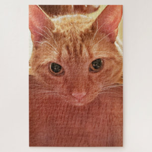 Orange/Ingwer Niedlich und Fuzzy Tabby Cat