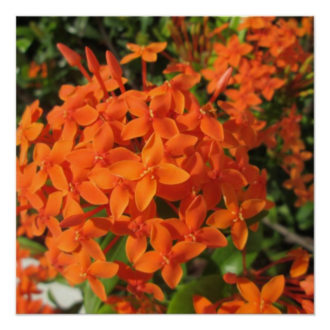 Orange Ixora Pflanze Poster (Vorderseite)
