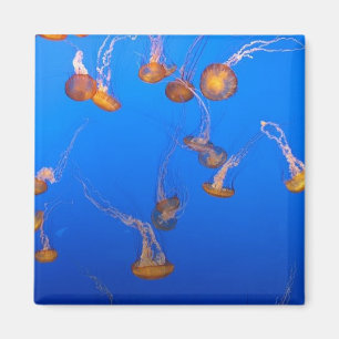 Orange Jellyfish Magnet