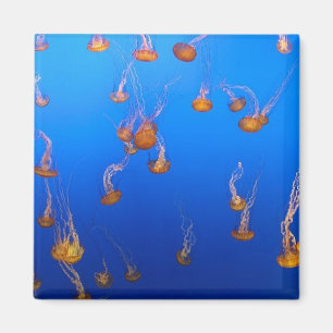 Orange Jellyfish Magnet