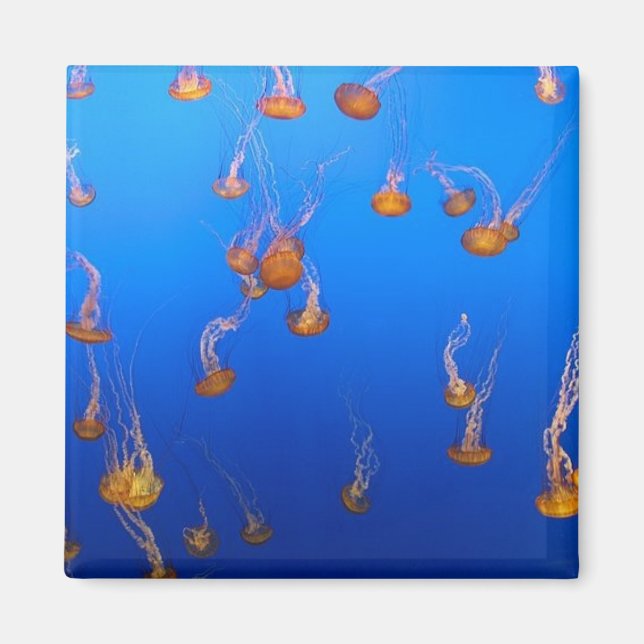 Orange Jellyfish Magnet (Vorne)