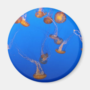 Orange Jellyfish Magnet