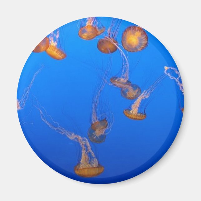 Orange Jellyfish Magnet (Vorne)