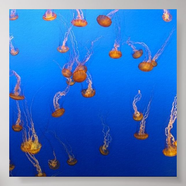 Orange Jellyfish Poster (Vorne)
