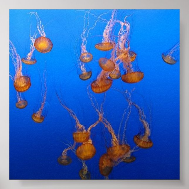 Orange Jellyfish Poster (Vorne)