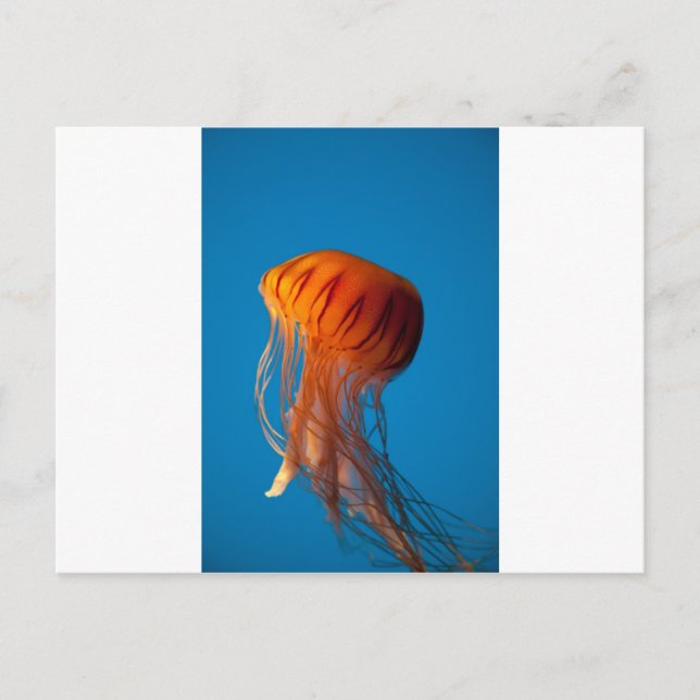 Orange Jellyfish Postkarte (Vorderseite)