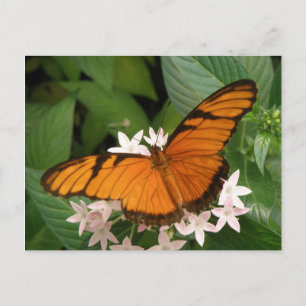 Orange Julia Butterfly Postcard Postkarte
