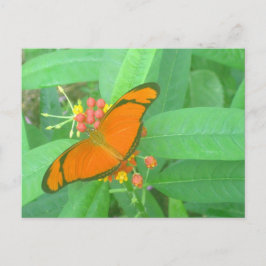 Orange Julia Tropical Butterfly Postkarte