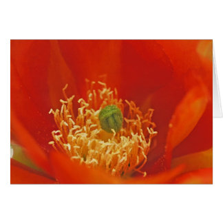 Orange Kaktus-Blume