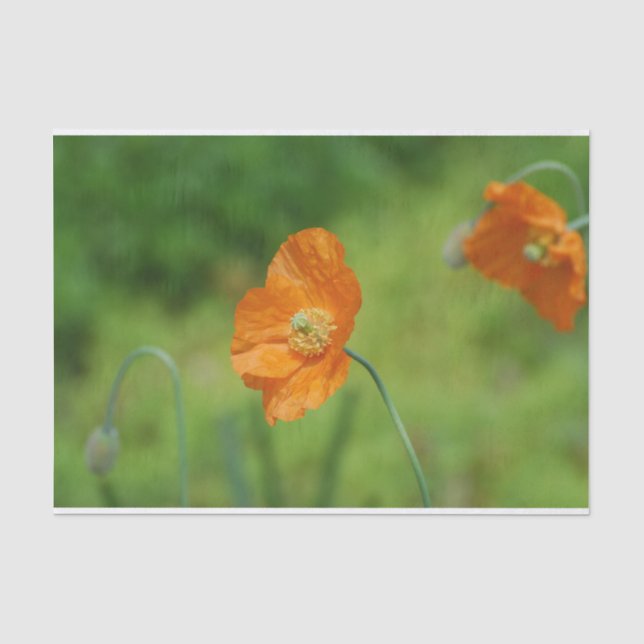Orange Kalifornien-Mohnblume Seidenpapier (Vorderseite)