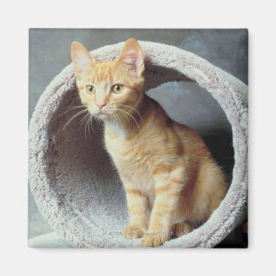 Orange Katze im Spielzeug Magnet