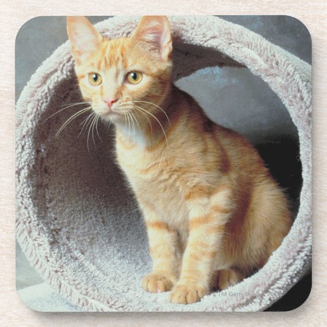 Orange Katze im Spielzeug Untersetzer (Vorderseite)