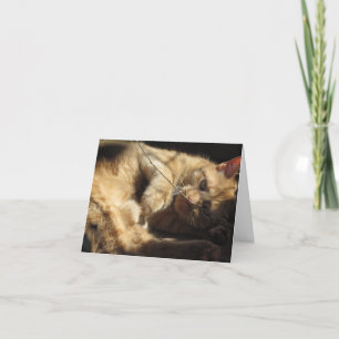 Orange Katze in den Sonnenschein-Mitteilungskarten Karte