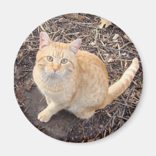Orange Katzen-Magnet Magnet