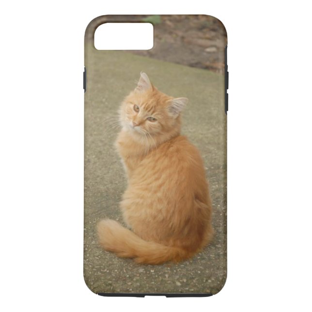 Orange Kitten Foto Case-Mate iPhone Hülle (Rückseite)