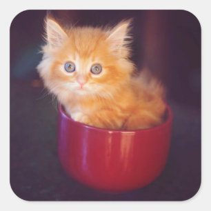 Orange Kitten in roter Tasse Quadratischer Aufkleber