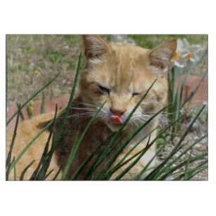 Orange Kitty im Chives Rasperry Cutting Board Schneidebrett