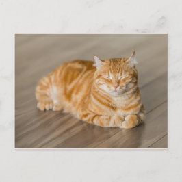 Orange Kitty Postkarte