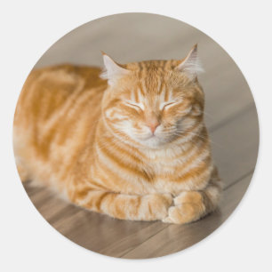 Orange Kitty Runder Aufkleber