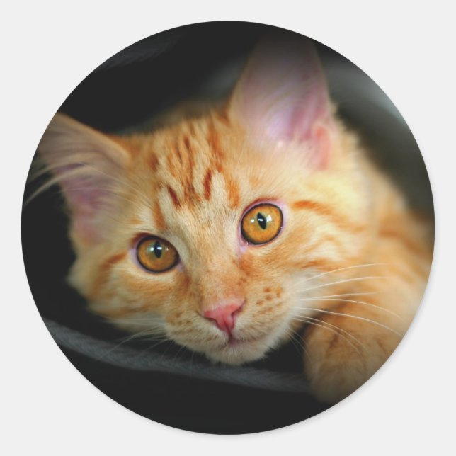 Orange Kitty Sticker (Vorderseite)