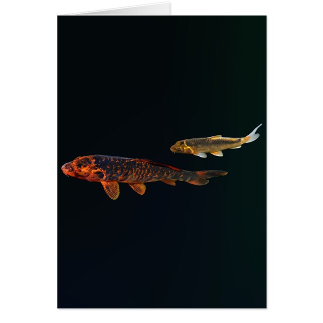Orange Koi and Gold Koi (Vorne)