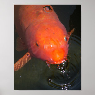 Orange koi Fische blasen Blasen Poster