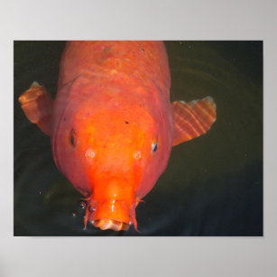 Orange Koi fish Poster