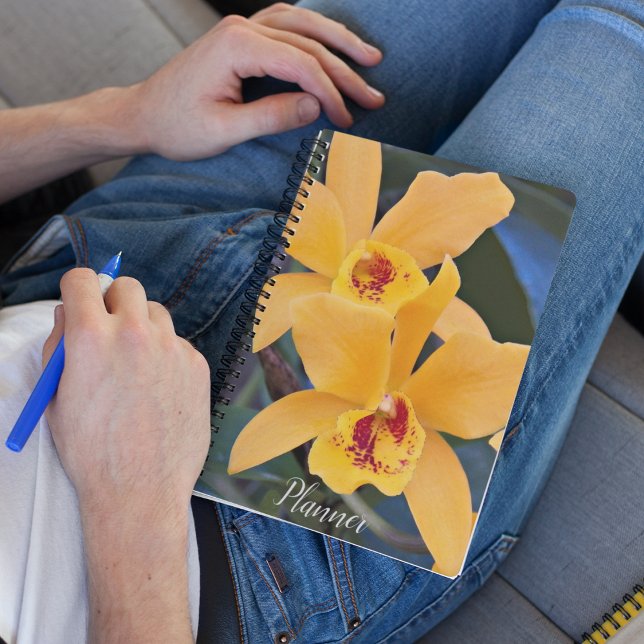 Orange Laeliocattleya Orchids Planer (In Situ)