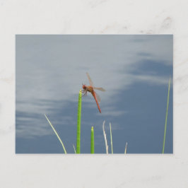 orange Libelle auf dem Grashalm Postkarte