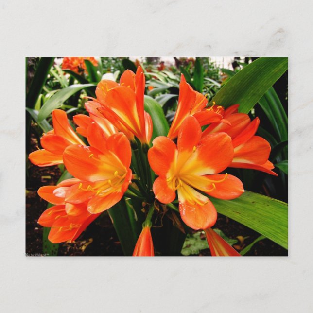 Orange Lilien Blume @ Funchal, Portugal Postkarte (Vorderseite)