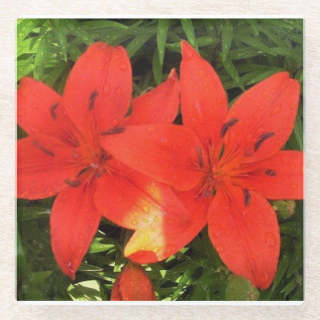 Orange Lilien Glasuntersetzer (Vorderseite)