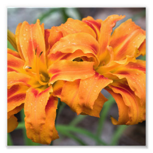 Orange Lilies Fotodruck