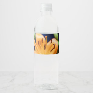 Orange Lilly Blume Blosso