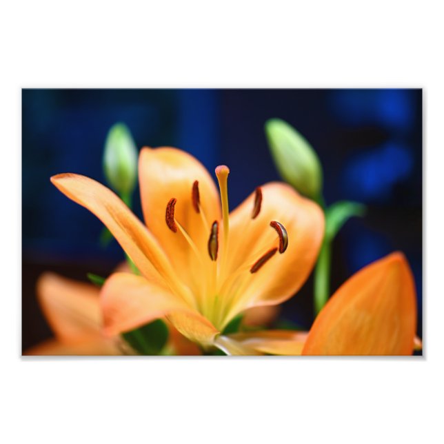 Orange Lilly Blume Blosso Fotodruck (Vorne)