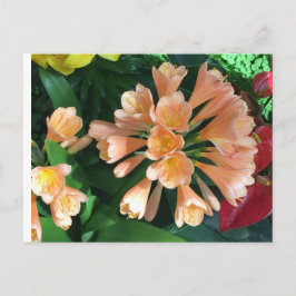 Orange Lilly Postkarte