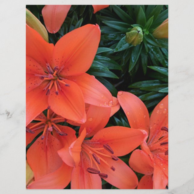 Orange Lily (Vorderseite)