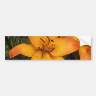 Orange Lily Autoaufkleber