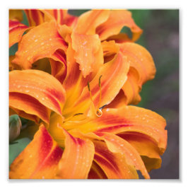 Orange Lily Blume Fotodruck
