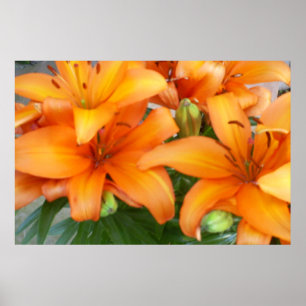 Orange Lily Blume Poster