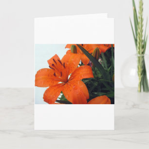 Orange LIly Feiertagskarte