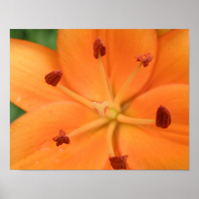 Orange Lily Floral Print Poster (Vorne)