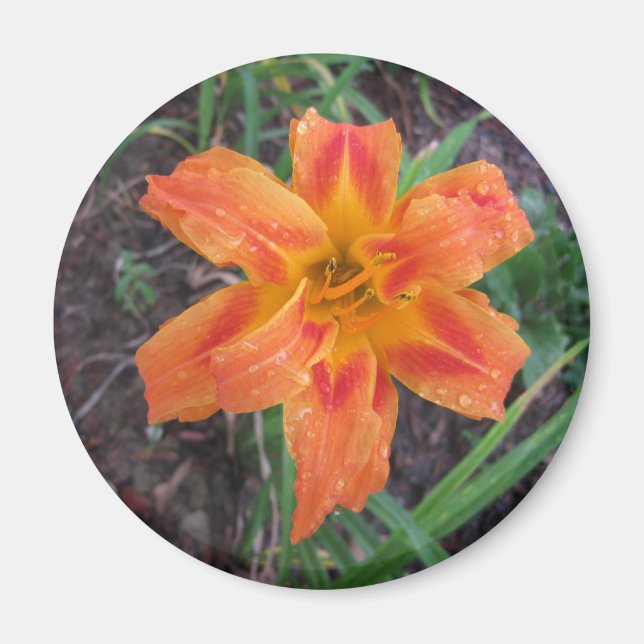 ORANGE LILY FLOWERWERBEMAGNET MAGNET (Vorne)