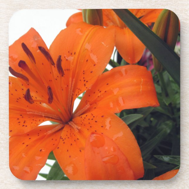 Orange LIly Getränkeuntersetzer (Vorderseite)