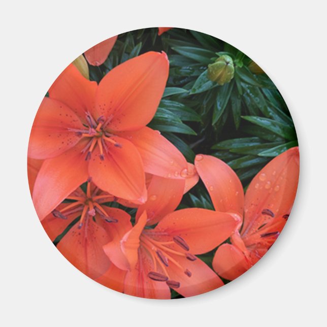 Orange Lily Magnet (Vorne)